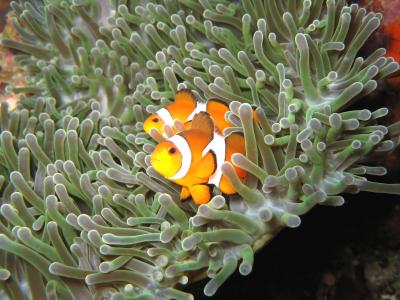 ダイビングデビュー　in プーケット