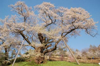 【桜狩り】置賜さくら回廊編