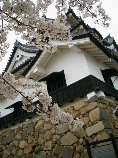 彦根城へ桜を観に