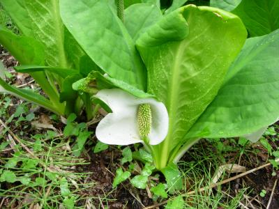 雨降りの日、もう遅いと思った水芭蕉を見に行ったら・・・