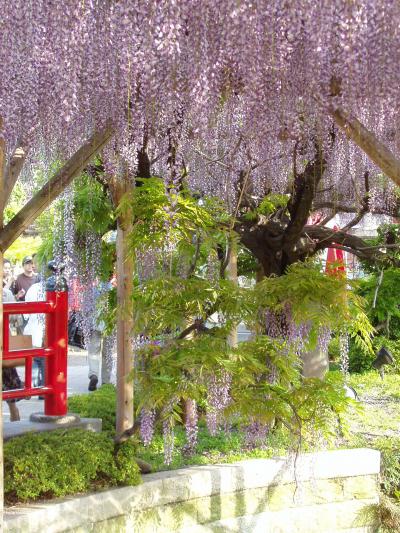 亀戸天神 藤まつり