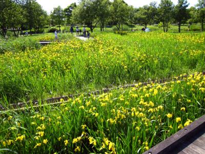 舎人公園でお散歩　07/05/20