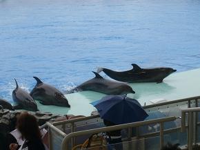 名古屋港水族館と中日ドラゴンズ応援