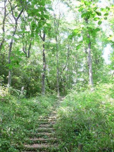 新緑の狭山丘陵