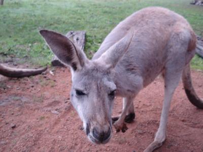 オーストラリアの動物たちシリーズ！