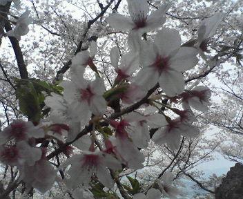 宮島　花見