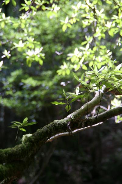 緑溢れる屋久島３