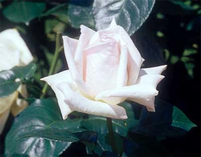 河津バガテル園