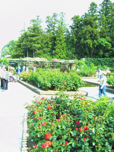 奈良・霊山寺でバラ三昧