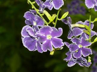 ノーンカーイの町で見かけた　お花