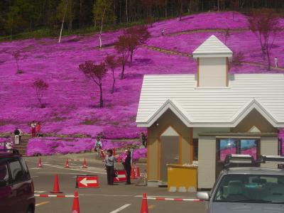 北海道のもう一つの桜