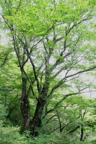ブナ巨木の森／三国山