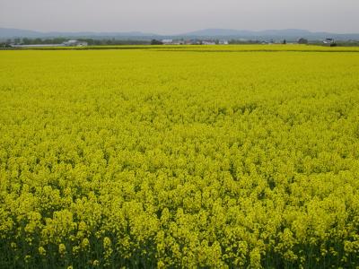 毎年恒例の菜の花じゃ　'07