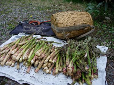 山菜採りの超最高難度、貴重なネマガリダケをゲット!!