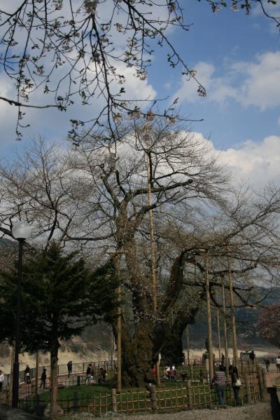 約束の荘川桜　(draken北陸の旅ファイナル）