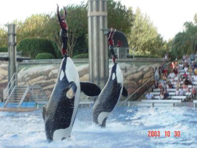 Seaworld Orlando 2003