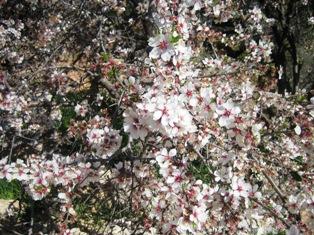 ヨルダンの野生の花達