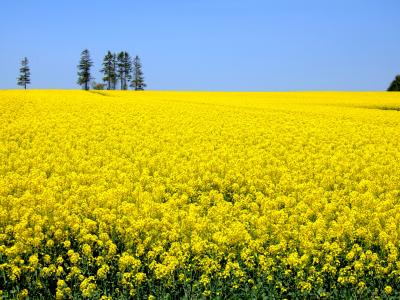 好きな色は・・・もちろん黄色!!　～日本一の菜の花畑～