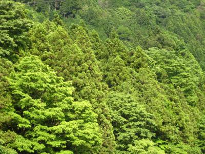 **自然ってやっぱりスゴイな**　奥多摩への旅