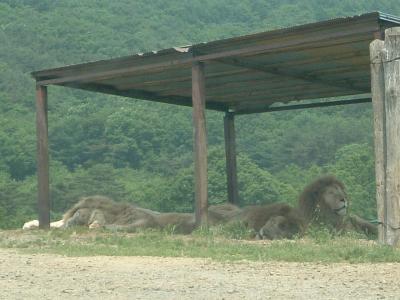 東北サファリパーク