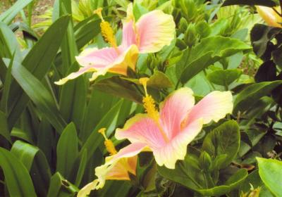 石垣島・西表島2泊3日梅雨旅行(西表島編)