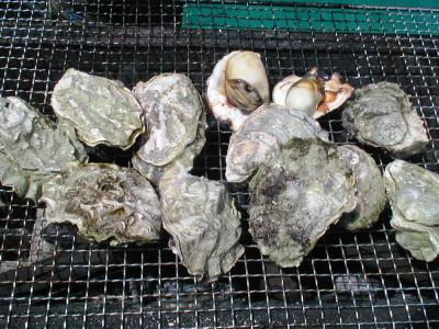 2006春、知多半島・潮干狩り(1/2)：今池を拠点の飲み仲間、天然岩牡蠣、バーベキュー