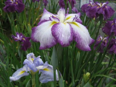 菖蒲祭りの堀切菖蒲園へ