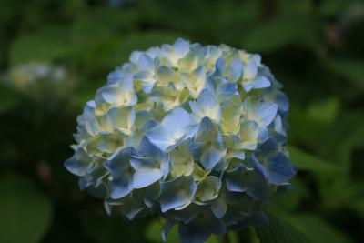 あじさい寺の紫陽花