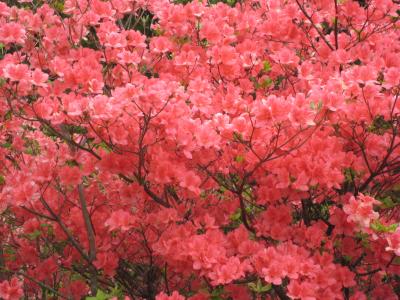 那須高原の2つのつつじ