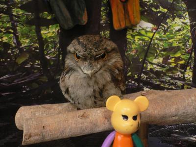 『熱帯雨林クランダ』　　鳥園＆蝶園