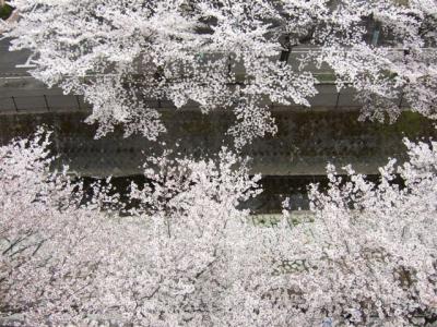 2007.04桜