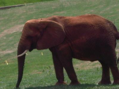 ノースカロライナ動物園