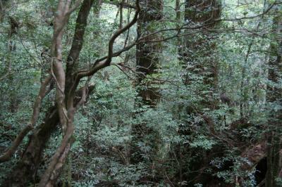 緑溢れる屋久島４