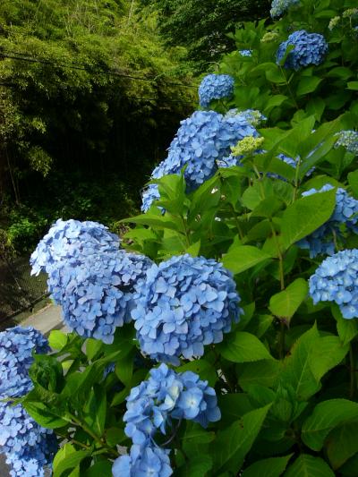 初夏の鎌倉ぶらり旅?～成就院～