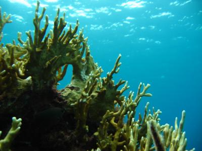 2007年 今年も満喫グアム♪ダイビング編