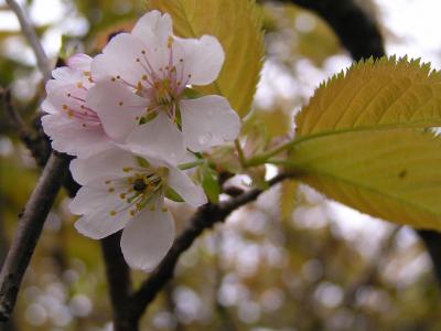 　6月16日　道東：藻琴山に桜を見に行こう！