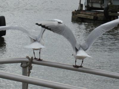 キートス♪フィンランド（ヘルシンキ編）