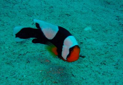 恩納村でダイビング