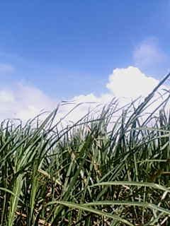 悲しい歴史が見守る、宮古島空港