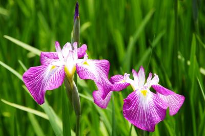 ［07］頼成の森「花菖蒲祭」