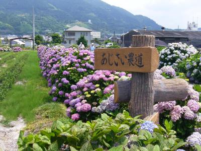 アジサイ ウォーキング