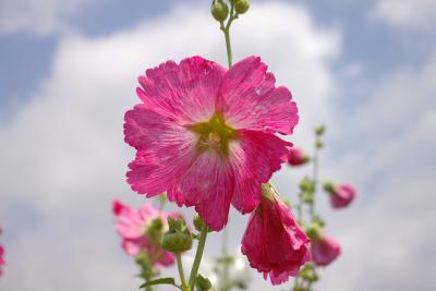 ハナアオイ 農道～アサヒビール工場見学編