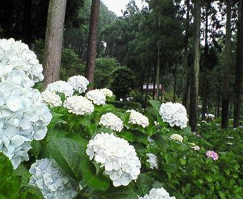 三室戸寺へいってきた