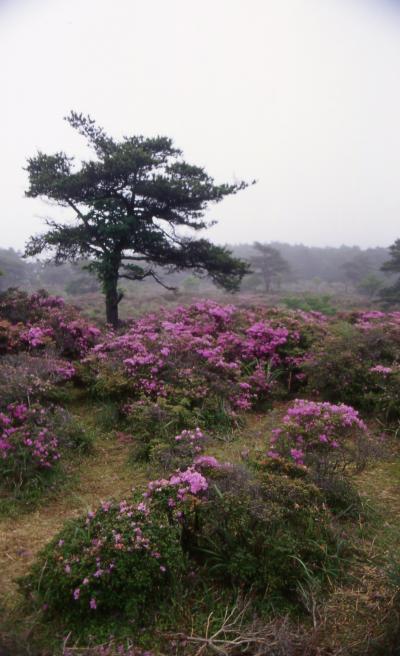 6月のえびの高原