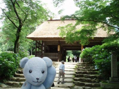 阿弥陀寺の紫陽花と大平山