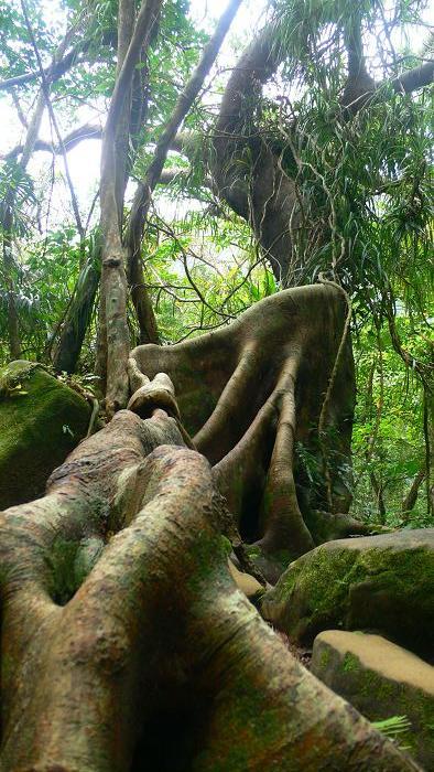沖縄離島を巡る旅?西表島