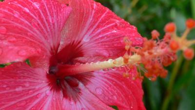 沖縄離島を巡る旅?小浜島