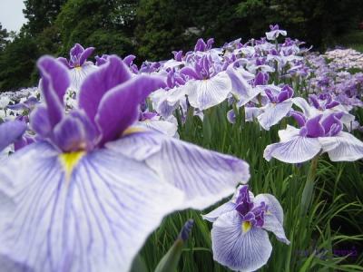 多賀城「あやめまつり」