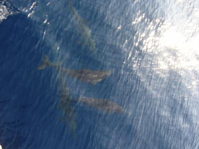 初めてのモルディブ初めてのクルーズ♪ Vol.4