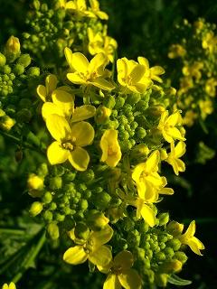 花鳥風陽＠オスロ→ベルゲン